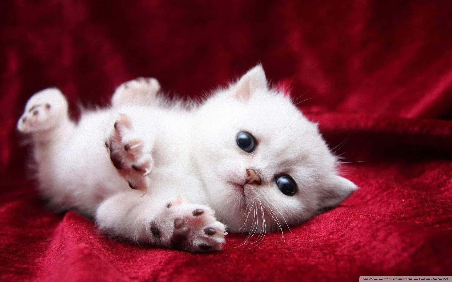 CBA联赛推出球迷互动平台提升观赛体验,cba球迷入场观赛