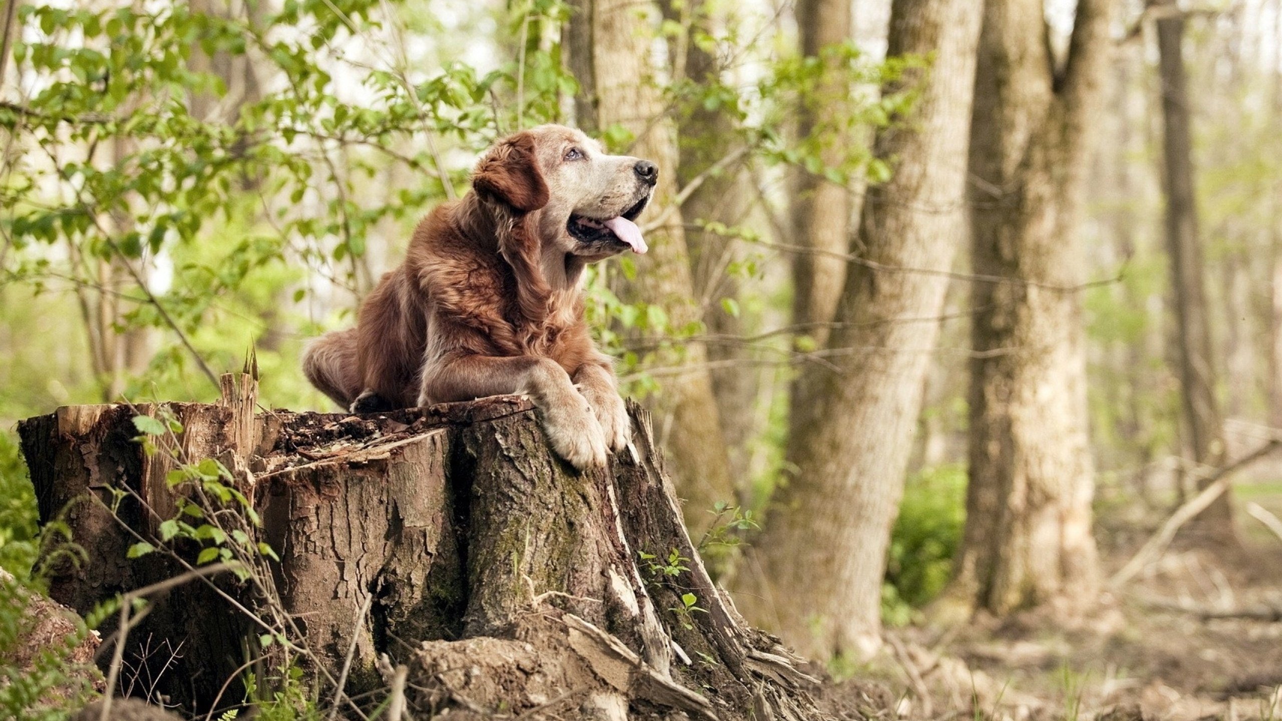 “高新体育中心：羽毛球赛场上演速度与力量的巅峰较量”